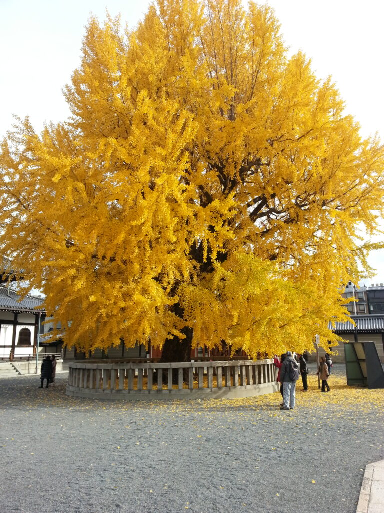 西本願寺の銀杏の木　このブログの作成者が大学で働いていた時、京都大学や立命館大学に出かけた際、撮った写真　2012年12月2日撮影